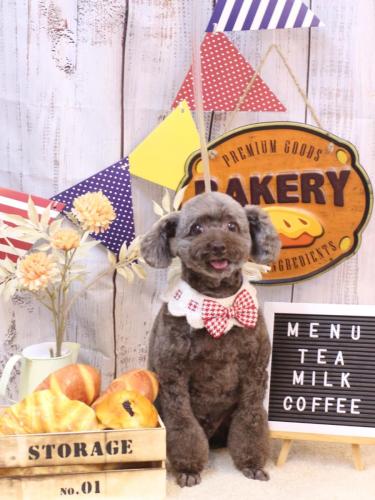 20240929モカくん